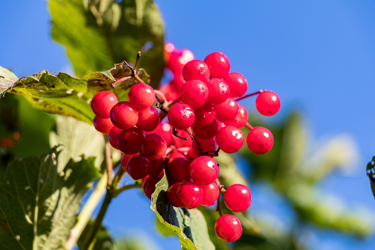 Planting and Growing Viburnum